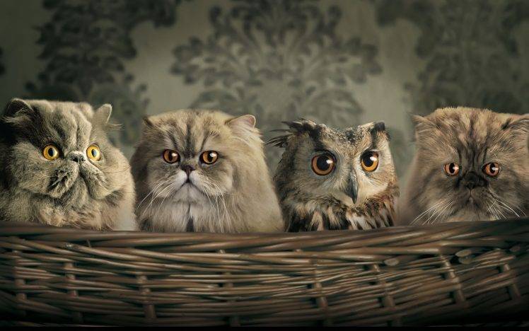 animals, Cat, Baskets, Hiding, Camouflage, Yellow Eyes HD Wallpaper Desktop Background
