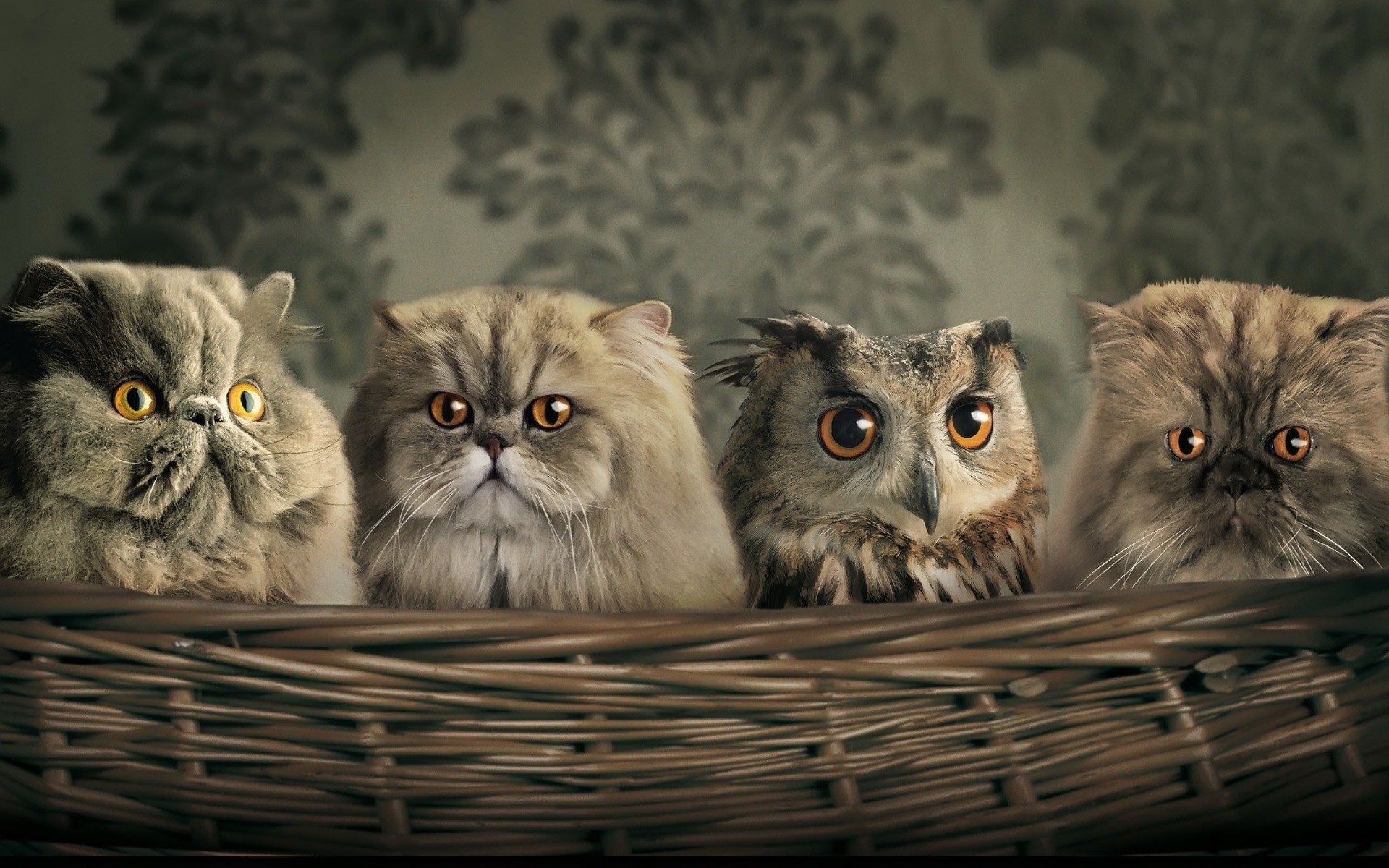 animals, Cat, Baskets, Hiding, Camouflage, Yellow Eyes Wallpaper