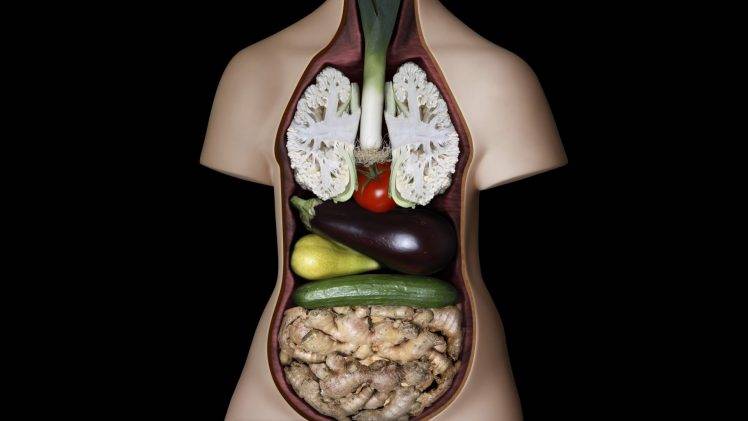figurines, Vegetables, Guts, Humor, Anatomy HD Wallpaper Desktop Background