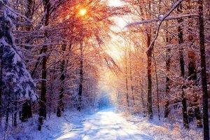 forest, Winter, Sunlight, Nature