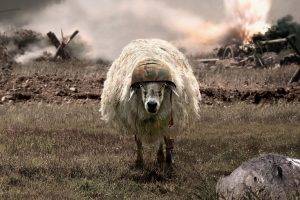 humor, Sheep, Helmet, Explosion, Field, Camouflage, Bayonette, Animals
