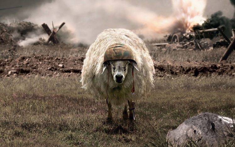humor, Sheep, Helmet, Explosion, Field, Camouflage, Bayonette, Animals HD Wallpaper Desktop Background