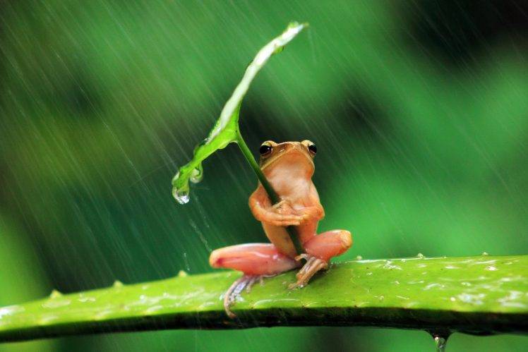 frog, Animals, Nature, Rain, Leaves, Shields, Humor, Amphibian HD Wallpaper Desktop Background