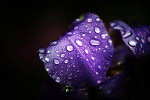 flowers, Purple Flowers, Water Drops, Macro