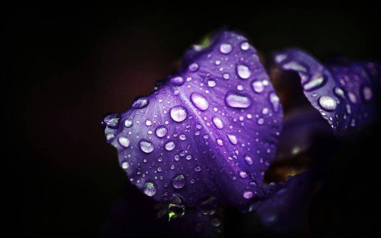 flowers, Purple Flowers, Water Drops, Macro HD Wallpaper Desktop Background