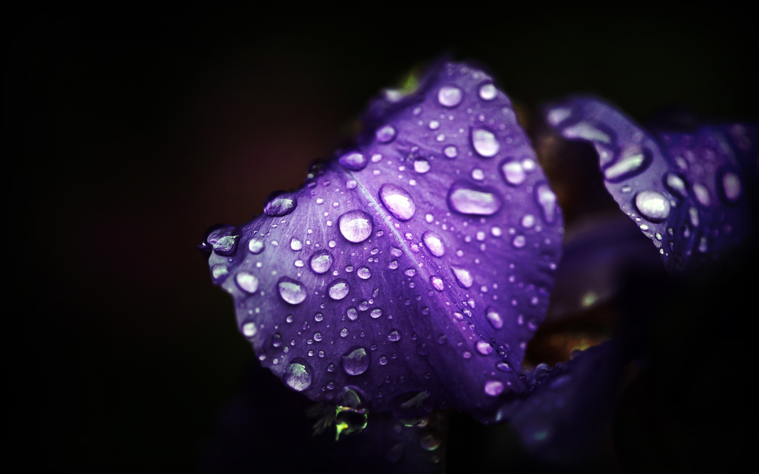 flowers, Purple Flowers, Water Drops, Macro Wallpaper