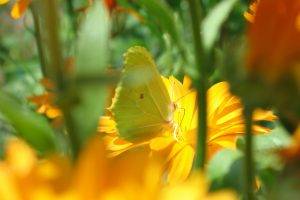 butterfly, Macro, Flowers, Yellow Flowers