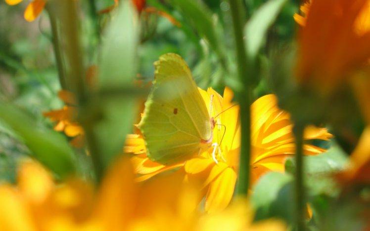 butterfly, Macro, Flowers, Yellow Flowers HD Wallpaper Desktop Background