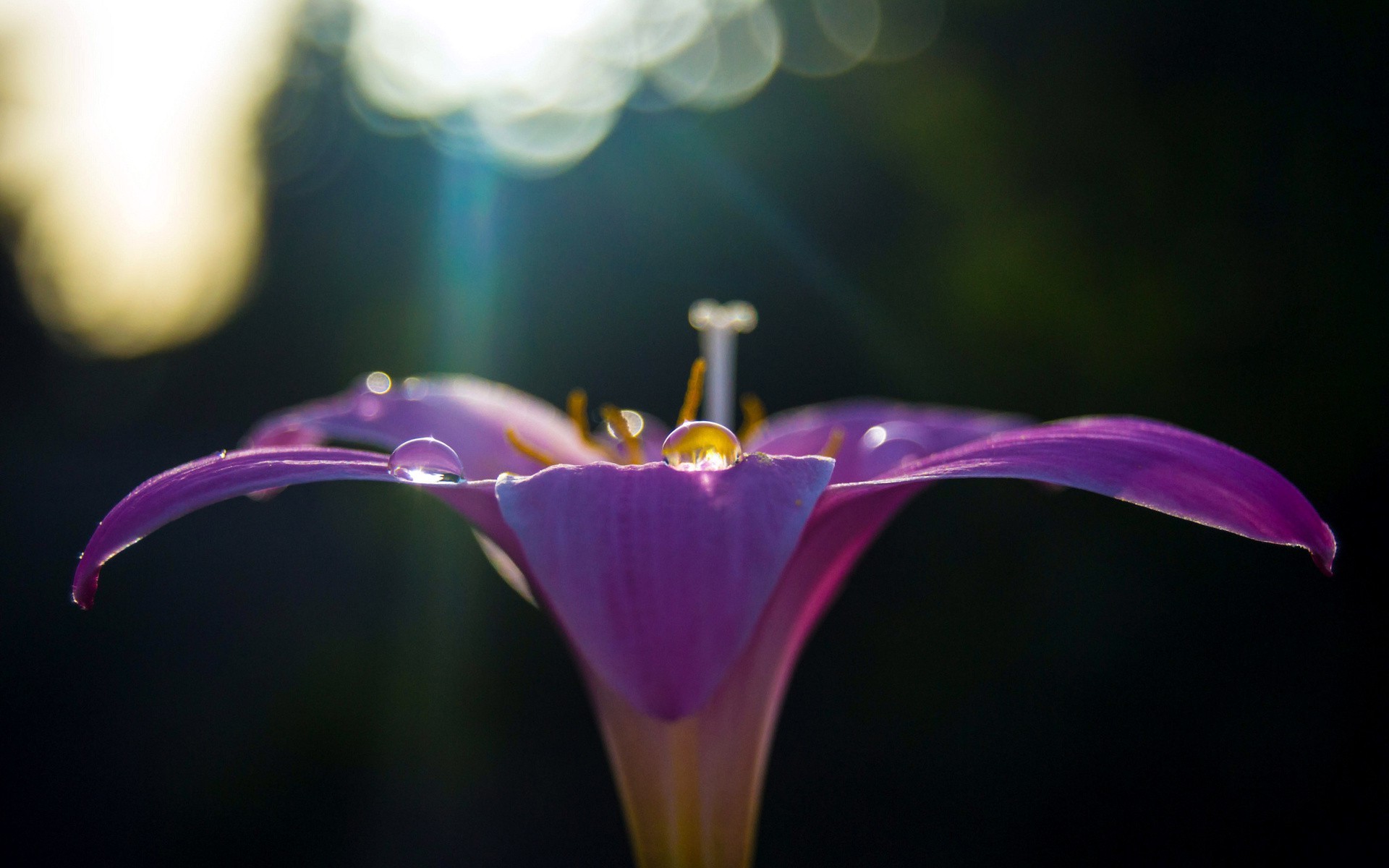 nature, Flowers, Macro, Sunlight, Purple Flowers, Dew Wallpaper