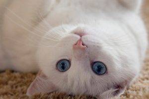 cat, Upside Down, Carpets, Blue Eyes, Animals