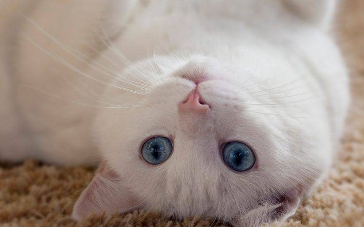 cat, Upside Down, Carpets, Blue Eyes, Animals HD Wallpaper Desktop Background