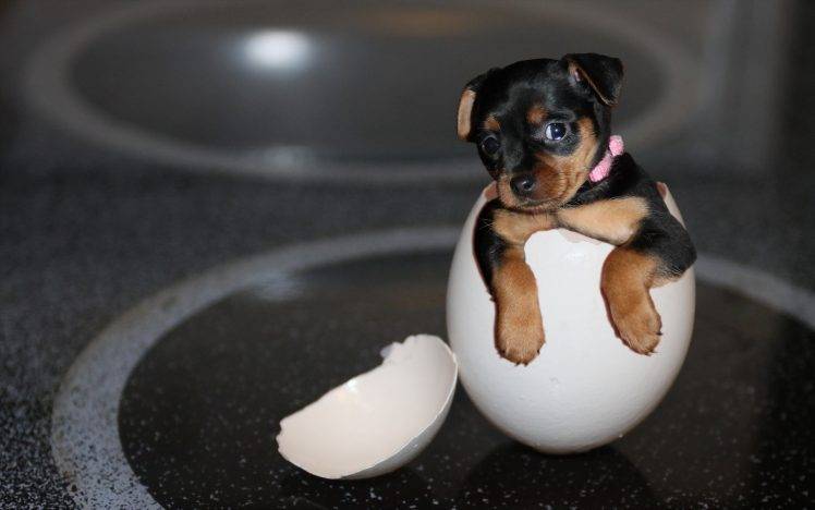 dog, Eggs, Animals, Baby Animals, Yorkshire Terrier HD Wallpaper Desktop Background
