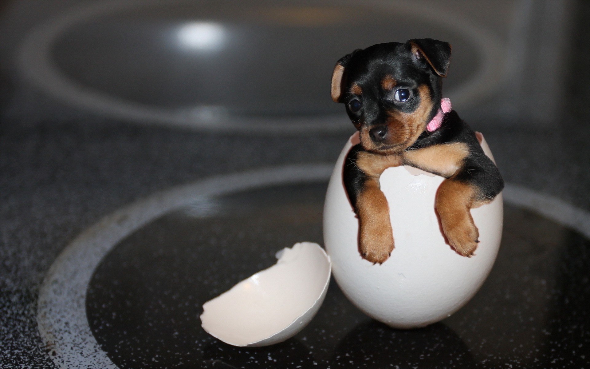 dog, Eggs, Animals, Baby Animals, Yorkshire Terrier Wallpaper