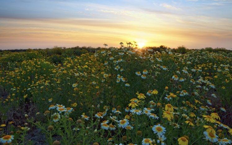 landscape, Nature, Daisies, Flowers, Sun HD Wallpaper Desktop Background