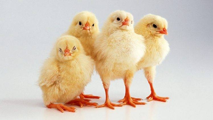 animals, Chickens, Baby Animals, Birds HD Wallpaper Desktop Background