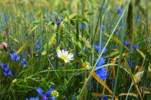 flowers, Grass, Blue Flowers