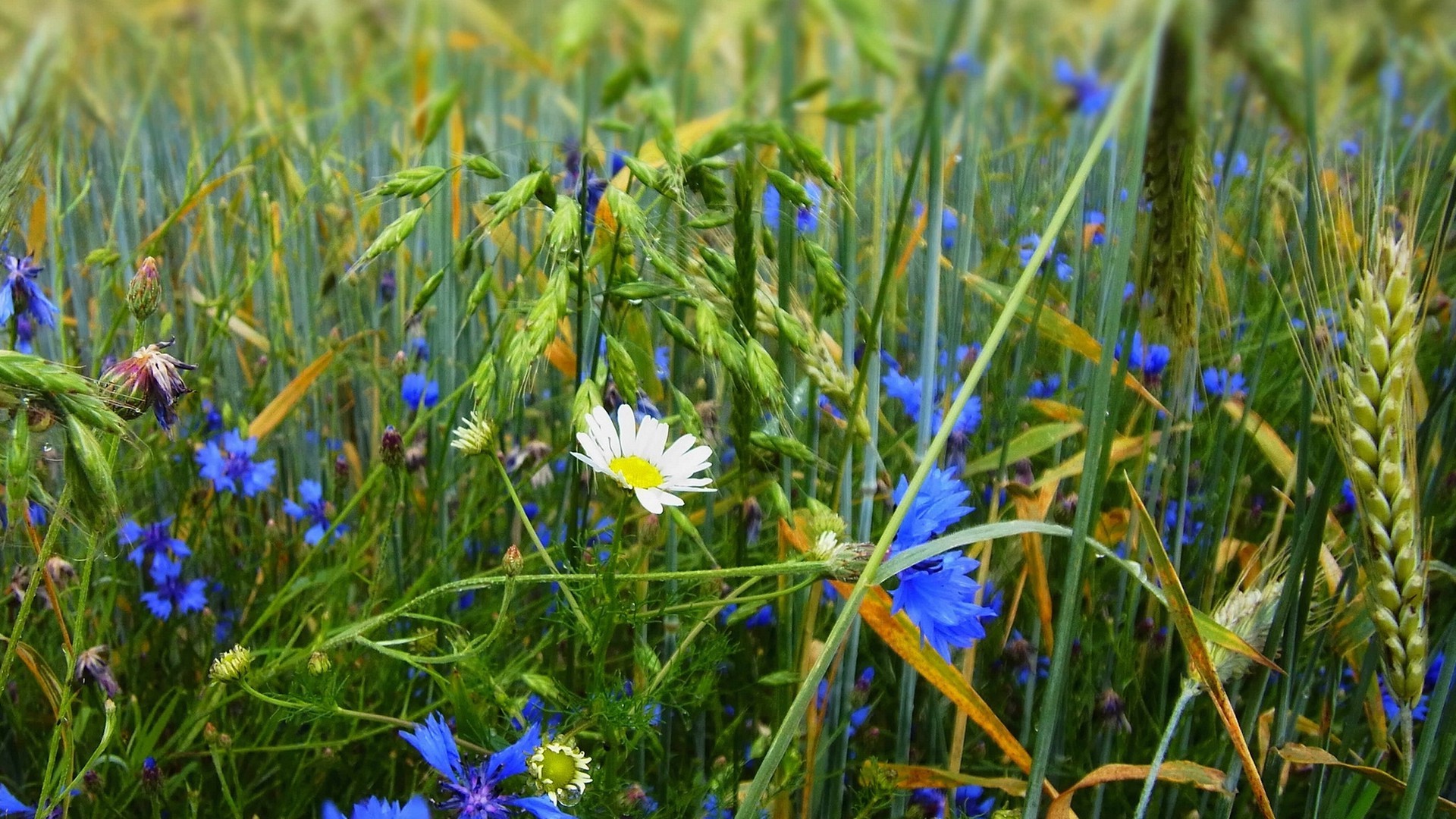 flowers, Grass, Blue Flowers Wallpaper