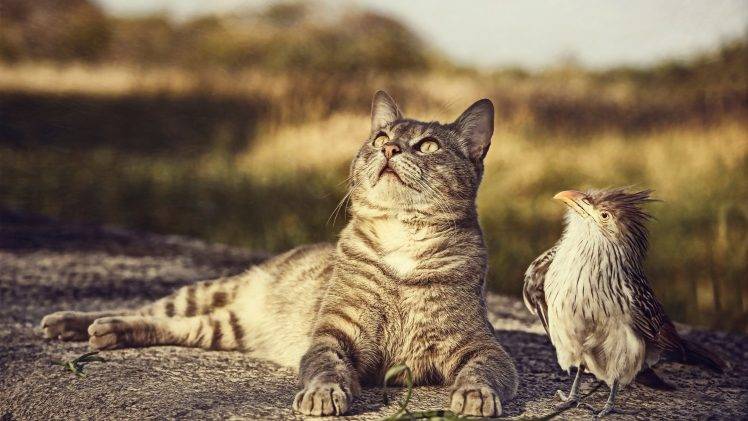 cat, Birds, Animals HD Wallpaper Desktop Background