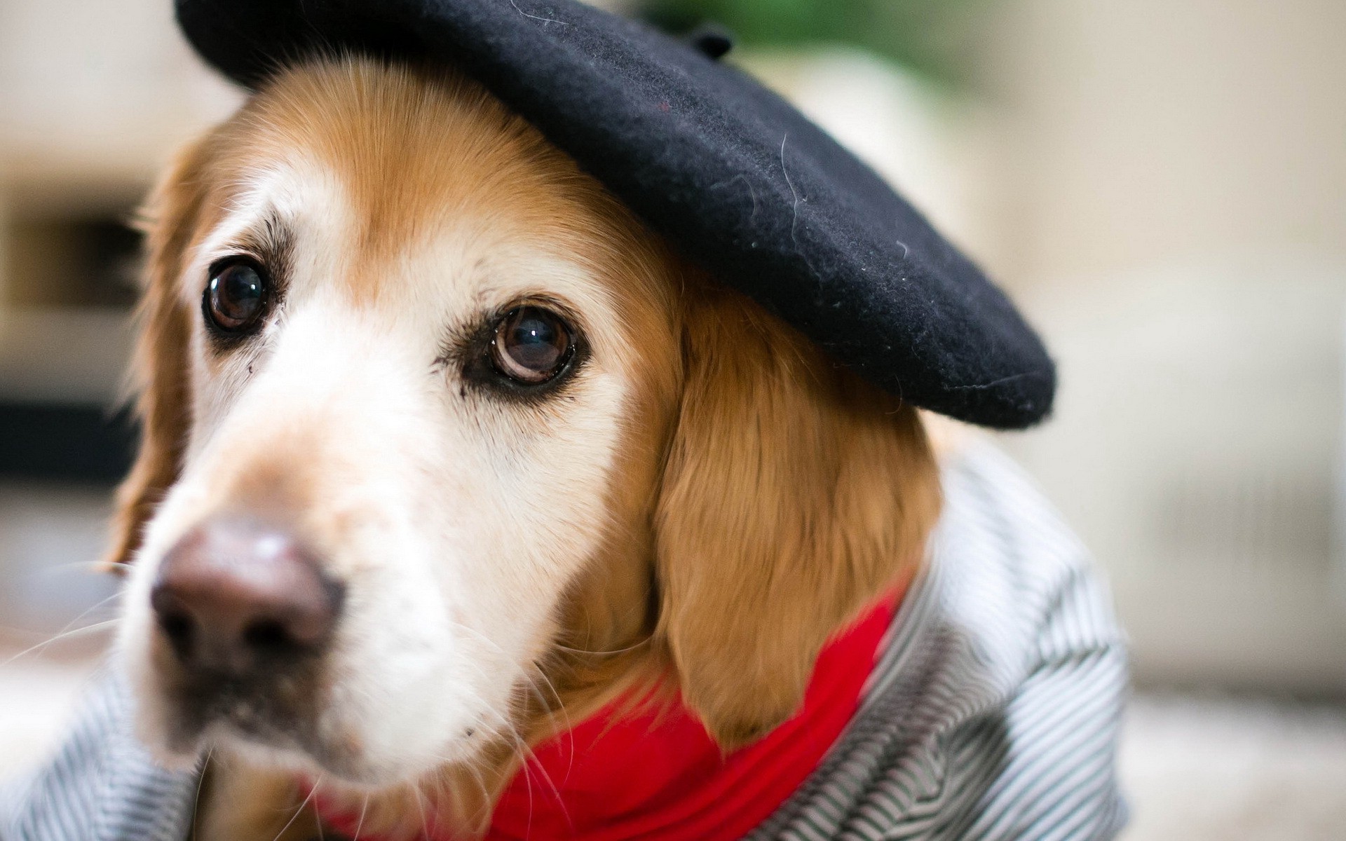 animals, Dog, Berets Wallpaper