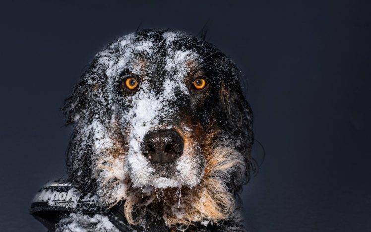 animals, Dog, Snow, Simple Background, Yellow Eyes HD Wallpaper Desktop Background
