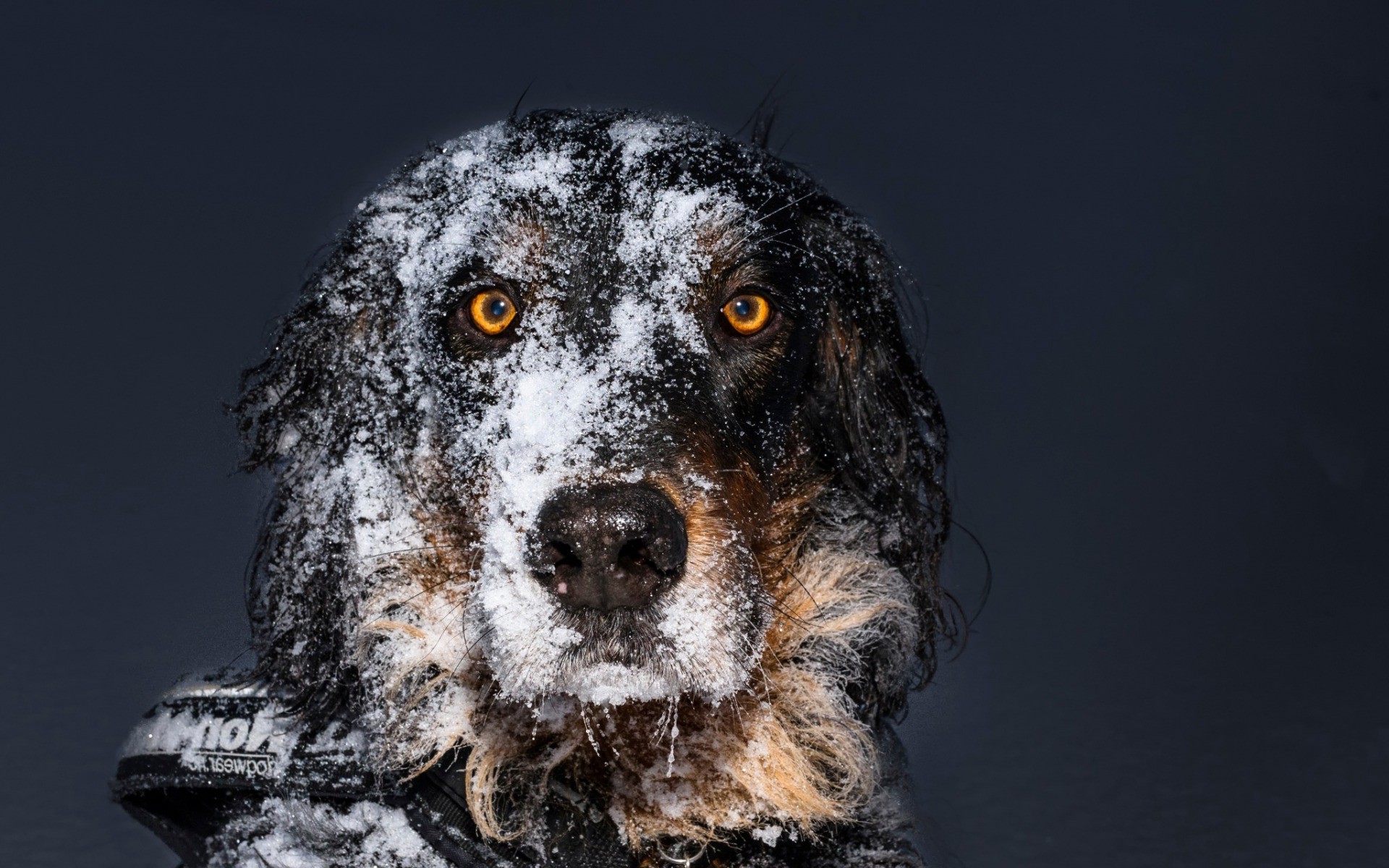 animals, Dog, Snow, Simple Background, Yellow Eyes Wallpaper