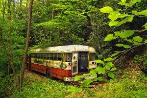 nature, Trees, Forest, Buses, Abandoned
