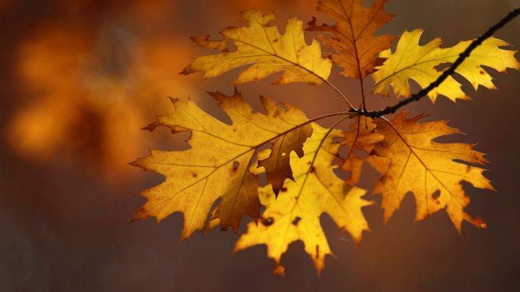 macro, Leaves, Nature HD Wallpaper Desktop Background