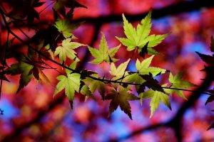 leaves, Macro, Nature