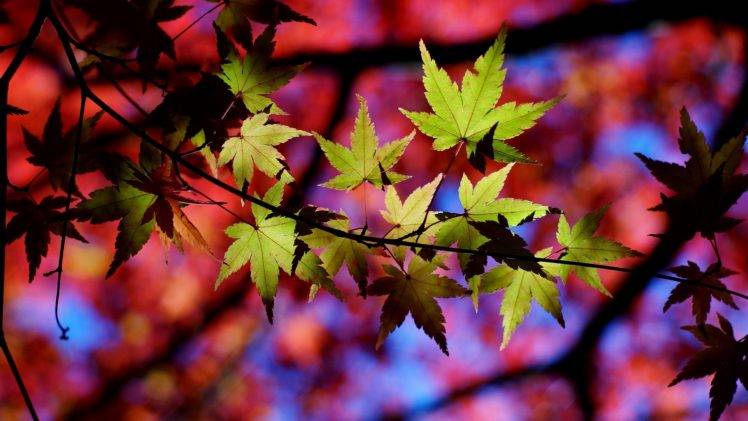 leaves, Macro, Nature HD Wallpaper Desktop Background