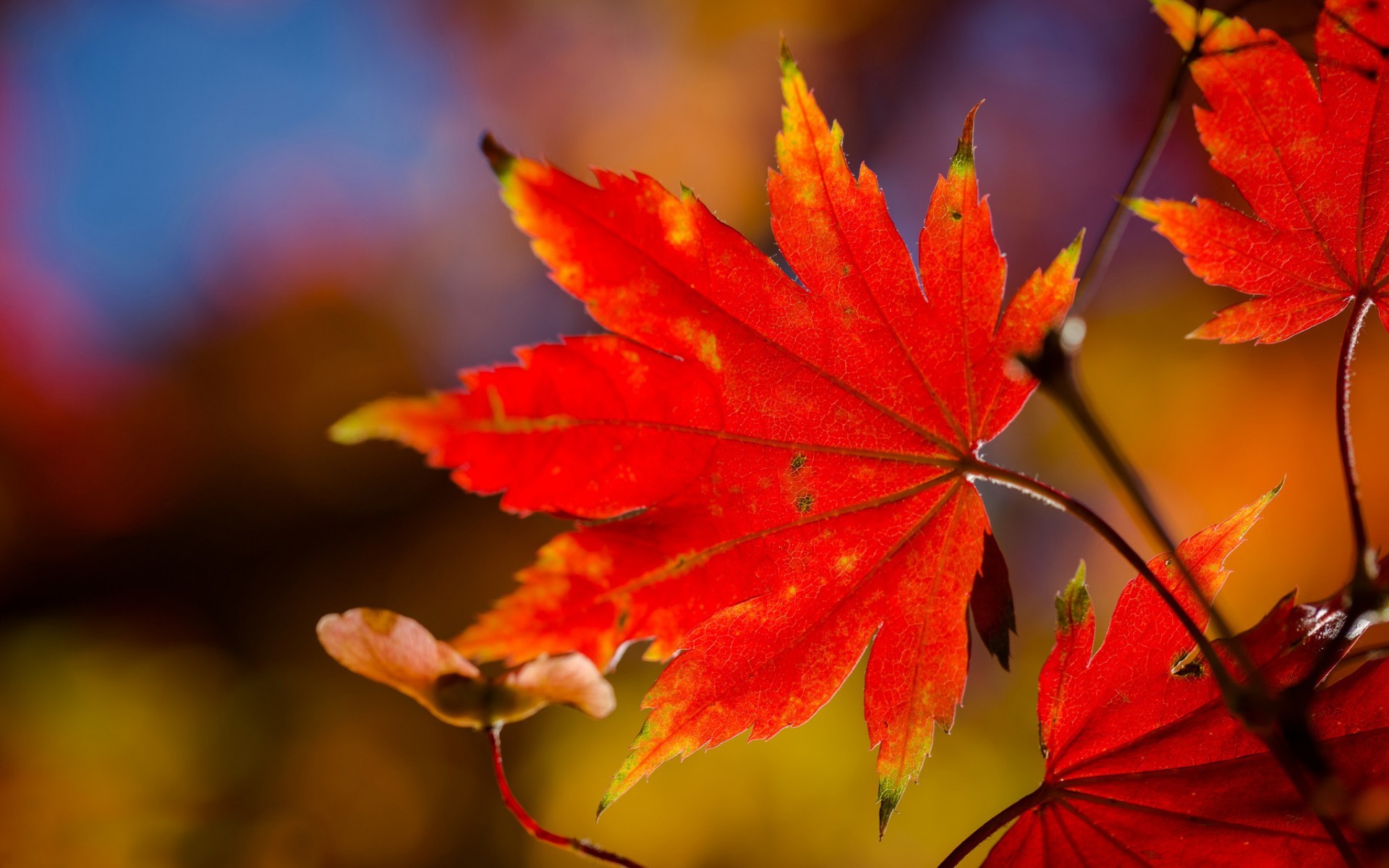 Осень лучи листья дерево бесплатно