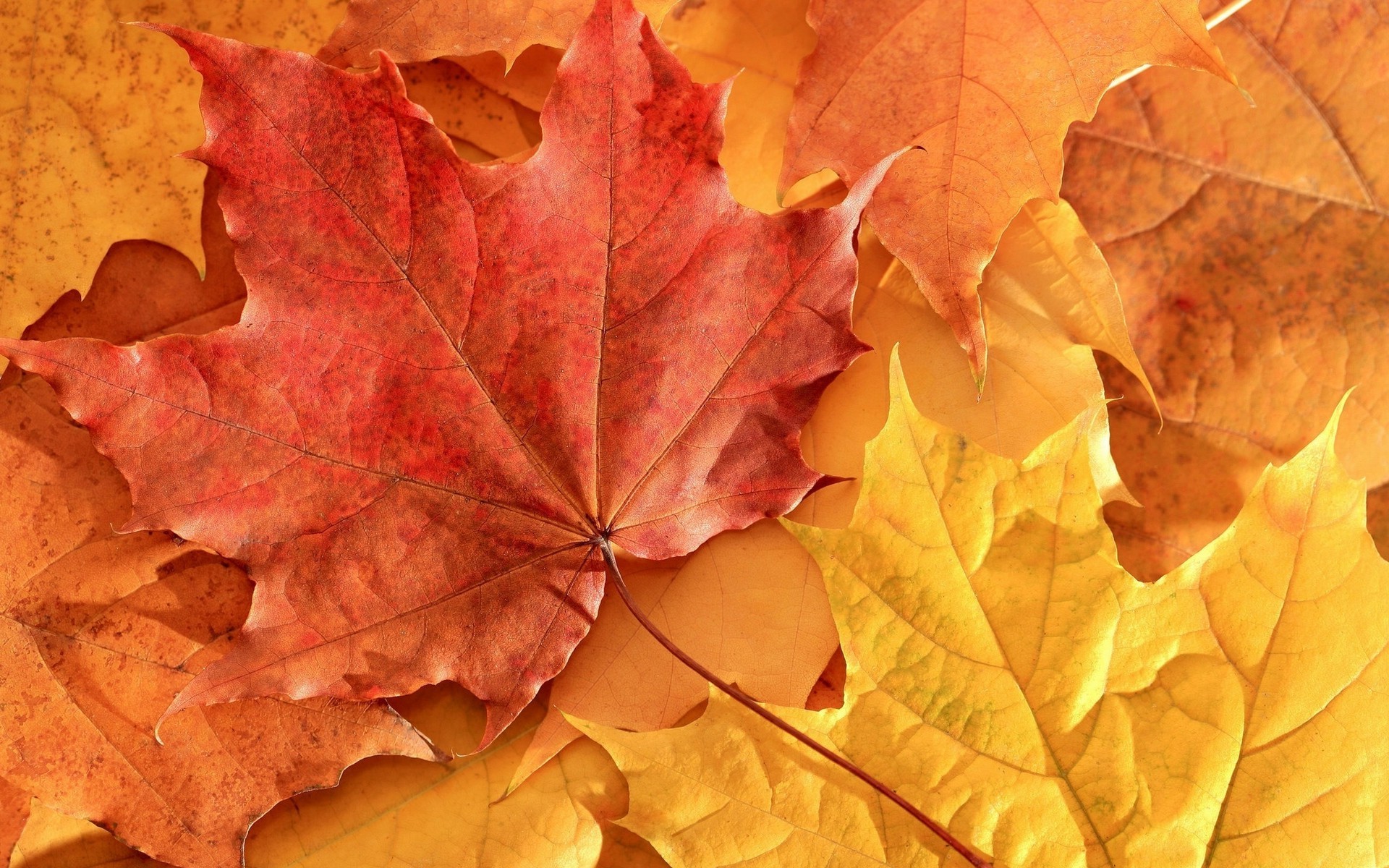 macro, Nature, Leaves Wallpaper