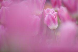flowers, Tulips, Pink Flowers