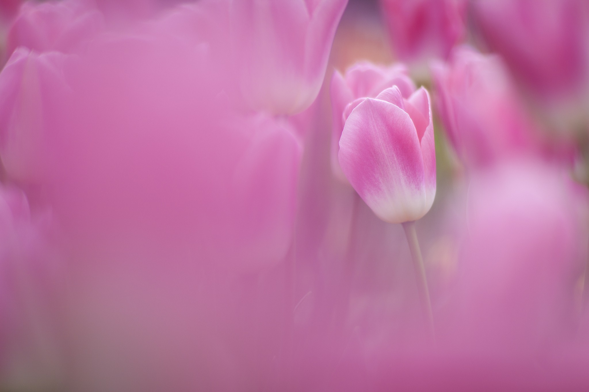 flowers, Tulips, Pink Flowers Wallpaper