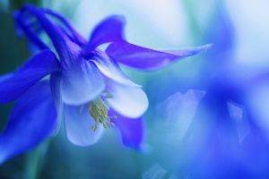 macro, Blue Flowers