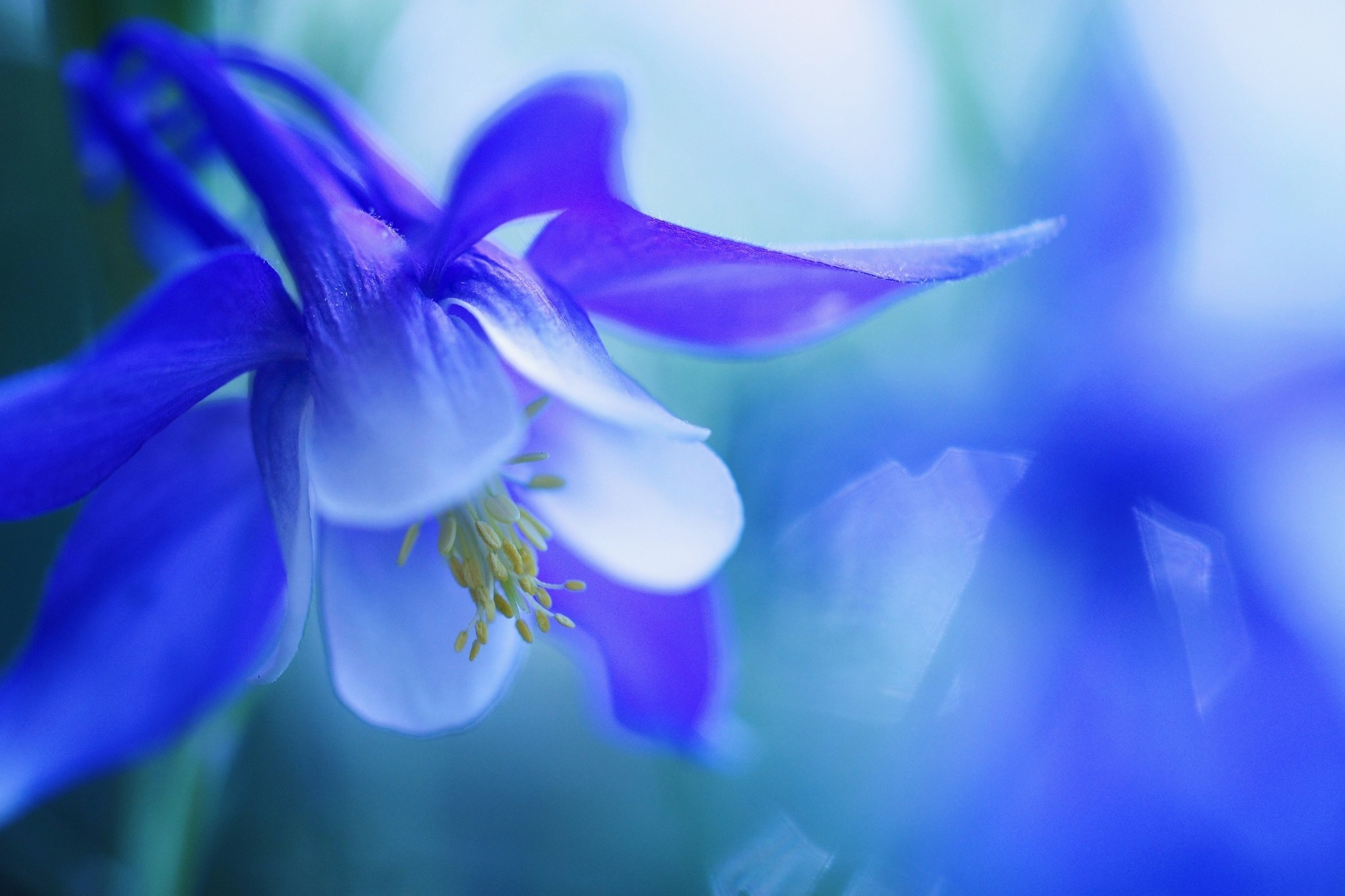 macro, Blue Flowers Wallpaper