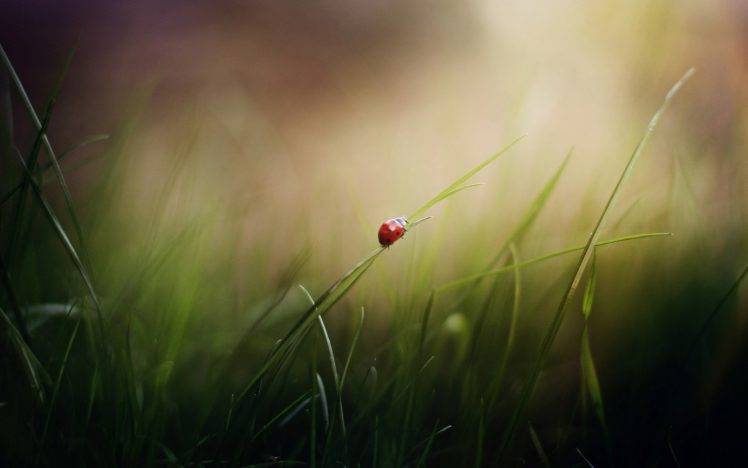 nature, Grass, Ladybugs, Macro HD Wallpaper Desktop Background