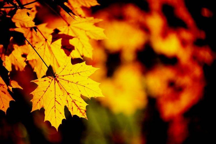 nature, Macro, Leaves HD Wallpaper Desktop Background