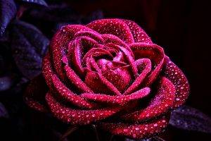 flowers, Nature, Macro, Rose