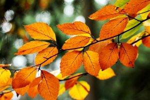 nature, Macro, Leaves, Fall