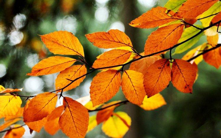 nature, Macro, Leaves, Fall HD Wallpaper Desktop Background