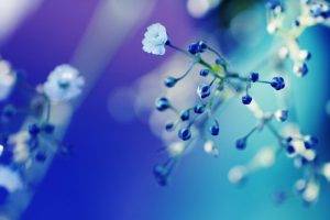 flowers, Nature, Macro, Blue Flowers