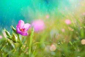flowers, Nature, Macro, Pink, Rain