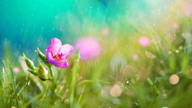 flowers, Nature, Macro, Pink, Rain HD Wallpaper Desktop Background