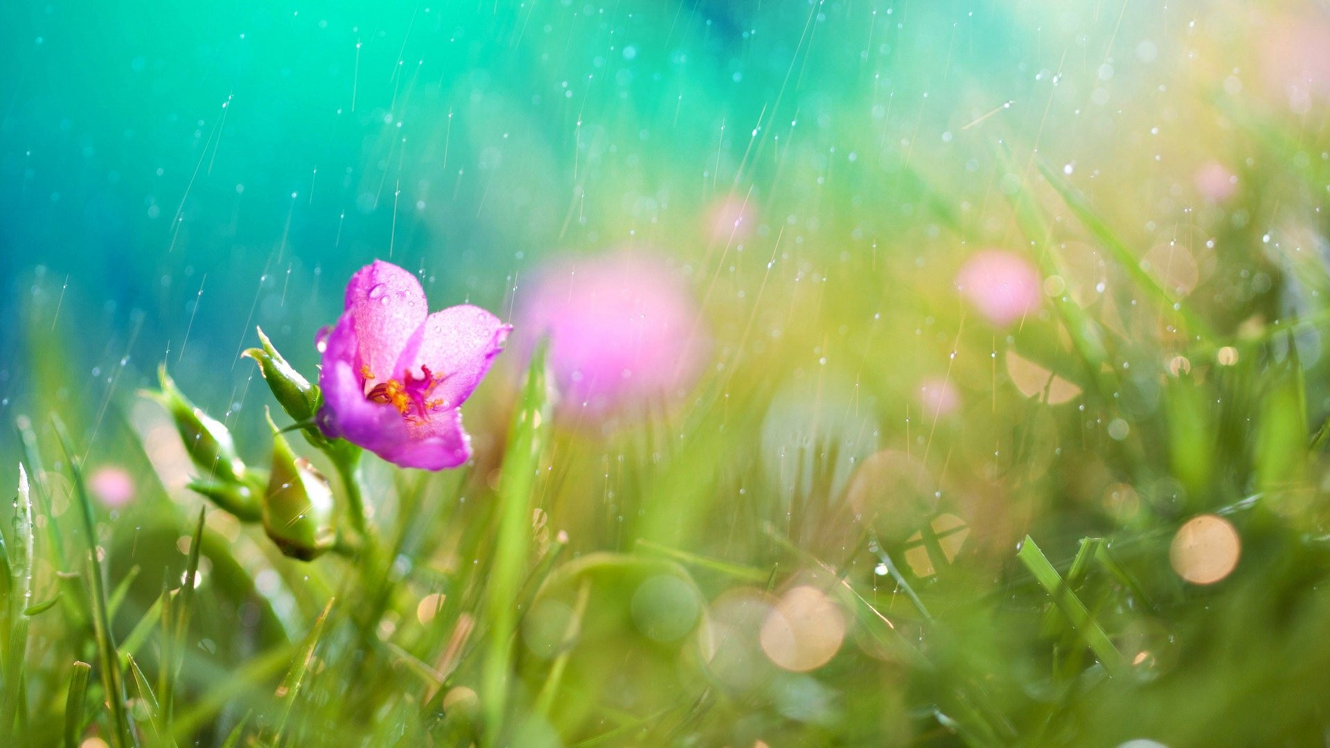 flowers, Nature, Macro, Pink, Rain Wallpaper