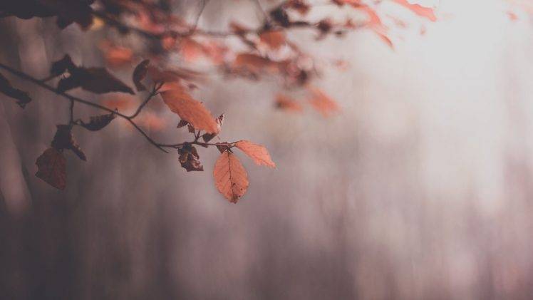 nature, Macro, Leaves, Mist HD Wallpaper Desktop Background