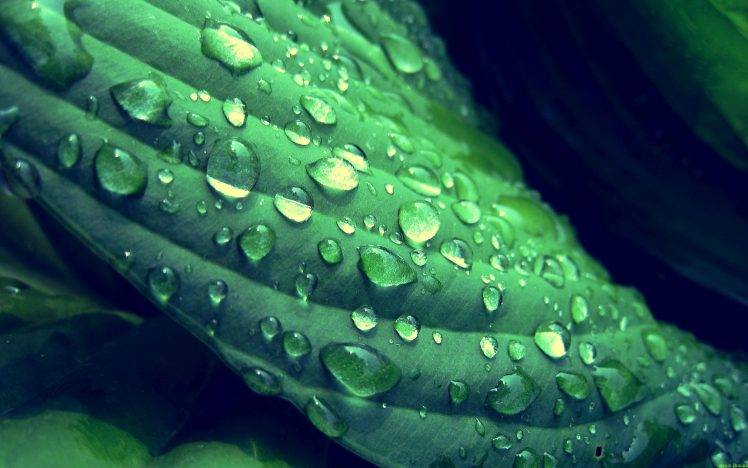 nature, Water Drops, Leaves HD Wallpaper Desktop Background