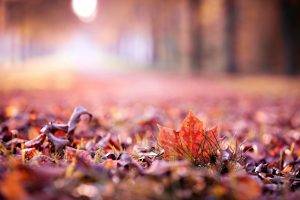 nature, Leaves, Fall, Depth Of Field