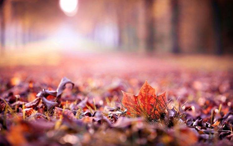 nature, Leaves, Fall, Depth Of Field HD Wallpaper Desktop Background