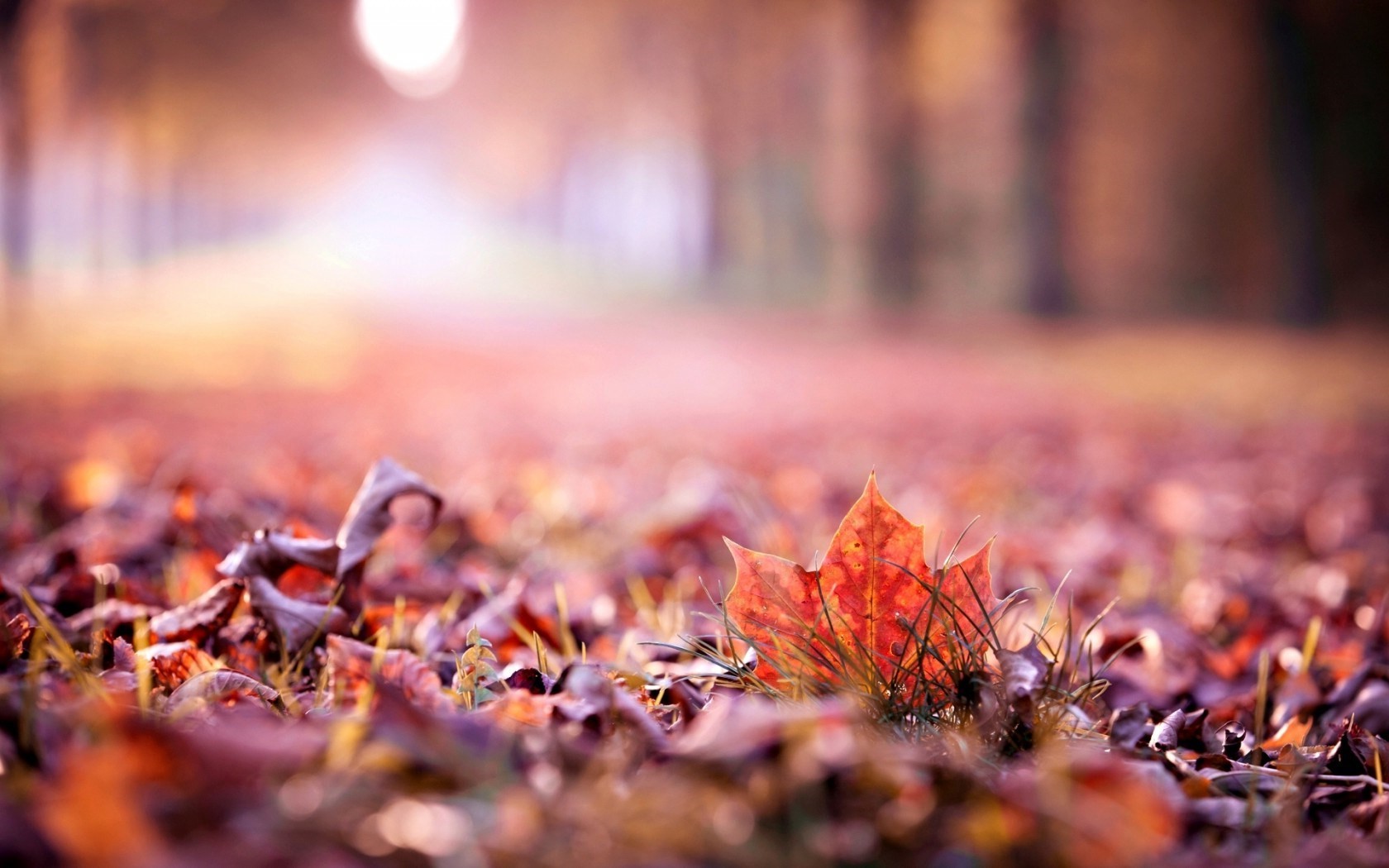 nature, Leaves, Fall, Depth Of Field Wallpaper