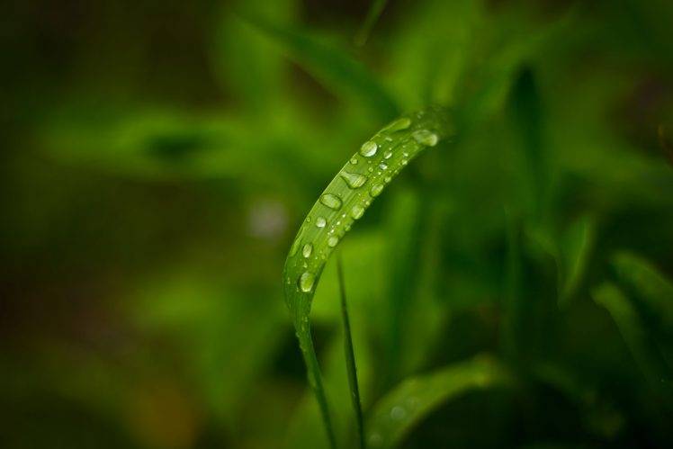 nature, Leaves, Dew, Macro, Water Drops HD Wallpaper Desktop Background